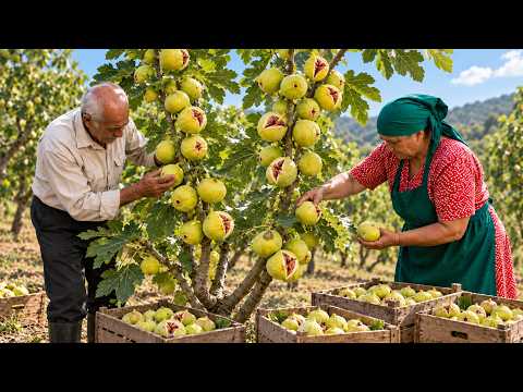 Fresh Figs in AZERBAİJAN - Baking Fig Croissants + Making