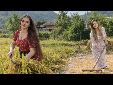Hard Work of Iranian Village Girls Harvesting Golden Rice