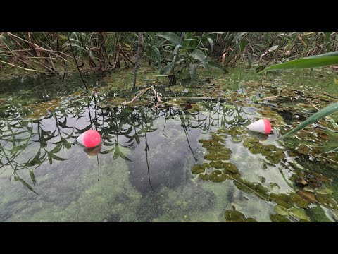 Pescaria Raíz de tirar o fôlego vendo o tamanho dessas