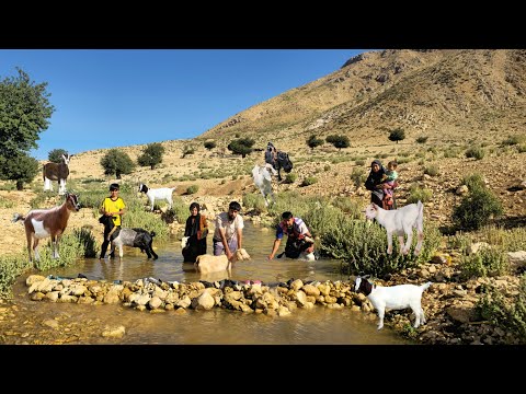 A Day in the Life of a Nomad Family Milking Goats, Baking