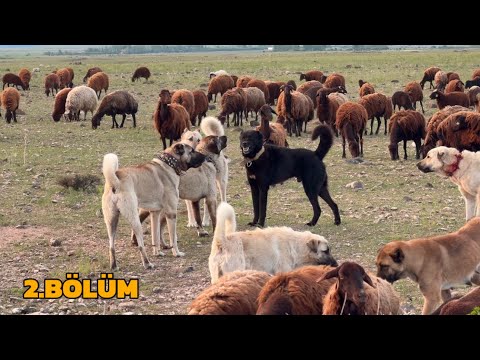 SICAKLAR BASTI SUYA KOŞTUK- KÖPKELERİN AVI ( 2 Bölüm)