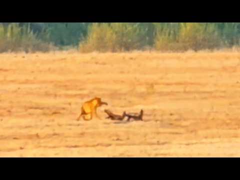 Leopard Humbled After Picking Fight With 2 Honey Badgers