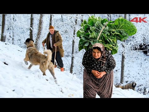 Köydeki Yaşlı Çiftin Çileli Hayatı Belgesel