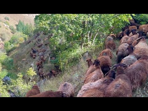 SÜRÜYLE BİRLİKTE ORMANLARA DALIYORUZ