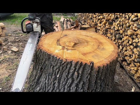 Chopped a Stump in Search of Treasure