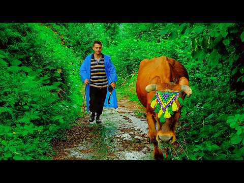 Köydeki Huzur - Efe ve İneği Yazgül'ün Kavuşması Belgesel