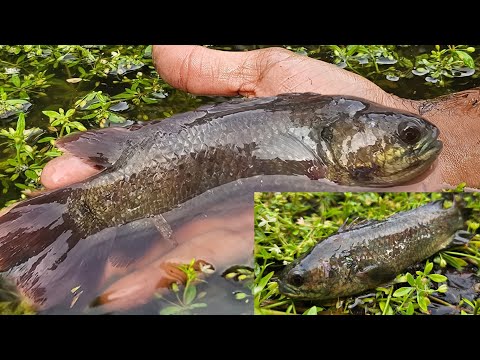গ্রামে বৃষ্টির পর কৈ মাছ শিকার করার অসাধারণ মুহূর্ত Rainy