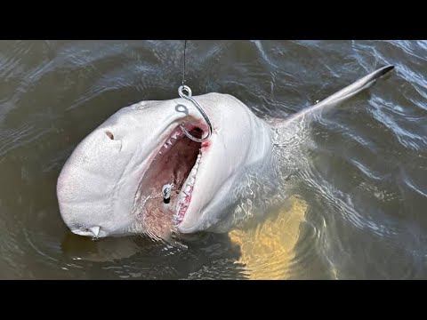 PESCARIA DE TUBARÃO, MONSTRO