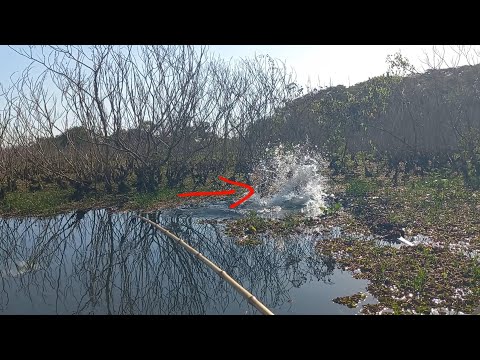 Pescaria caipira as vezes é loucura meu coração quase parou