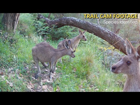 Australia’s Wildlife Highway Trail Cam Footage