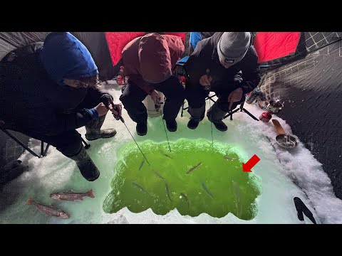 Sight Fishing HUNDREDS of Trout on a Frozen Lake -