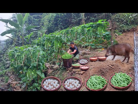 Living alone in the mountains: Crafting primitive gardening