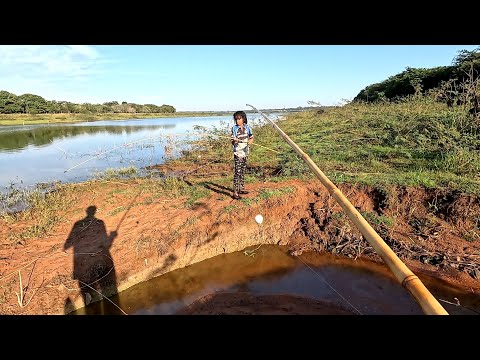 Pescaria de tilápias selvagens e tucunaré gigante no bambu