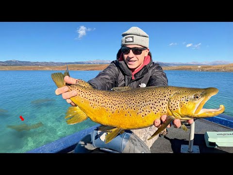 3 Days Sight Fishing GIANT Trout - SOLO Car Camping