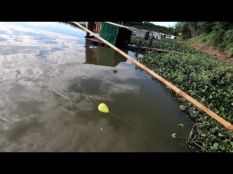 Era pra ser Pescaria de tucunaré mais as traíras gigantes