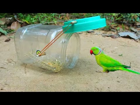 Amazing Birds Near the Trap Viral Nature Video 2026