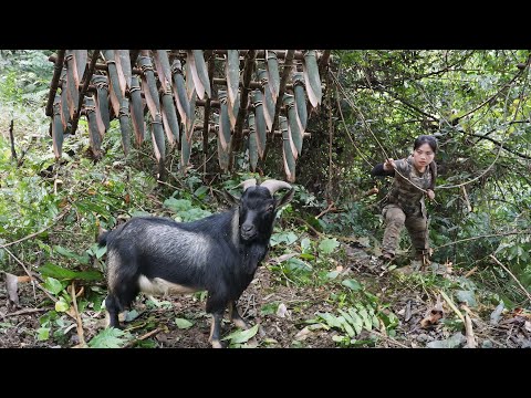 wild goat detection, skills, wild goat trap, survival alone