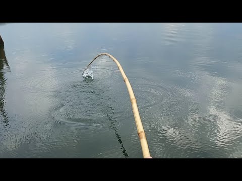 Pescaria Raiz de tilapia selvagens e porquinhos Gigantes na