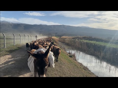SEZON BAŞLADI - KOYUNLARIMIZI YONCAYA GÖTÜRÜYORUZ