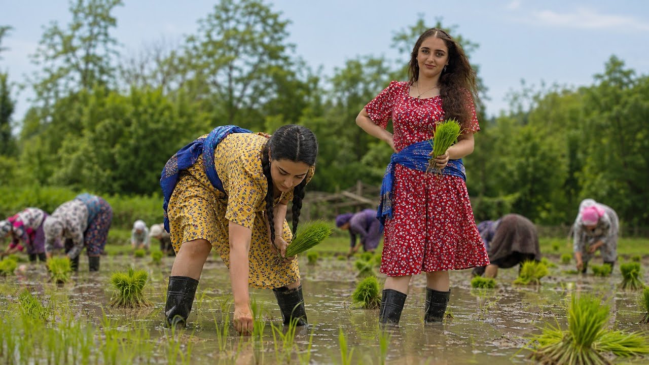 Hardworking Village Women Plant Rice by Hand Traditional