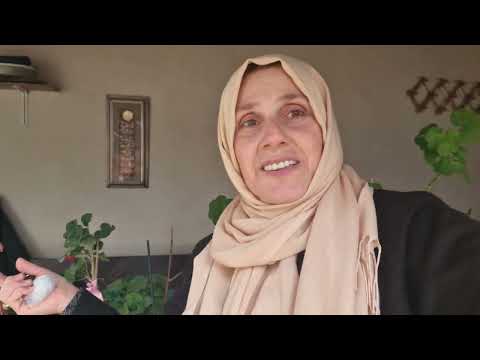 Gebze'de Hatice Hanım'ın Bahçesinde Agaç Şakayık 'in