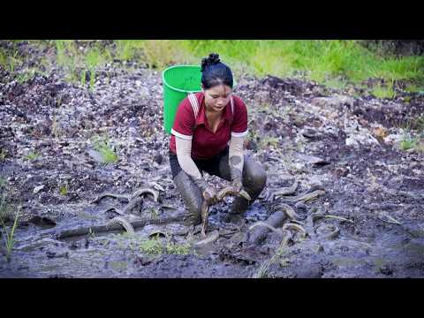 Harvesting Rare Eels in Muddy Swamp & Go to Market Sell