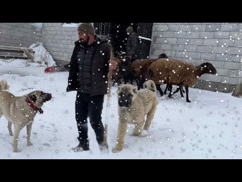 BEKLEDİĞİMİZ KAR YAĞDI SONUNDA,HERYER BEYAZA BÜRÜNDÜ