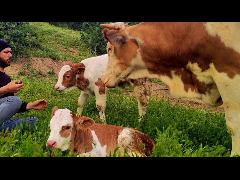 Şehirden uzak bir dağ köyünde mutlu ve hüzünlü bir yaşam A