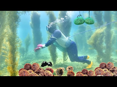 Khu Rừng Dưới Đáy Biển Có Rất Nhiều Nhum Sọ Thợ Lặn Bắt Đã