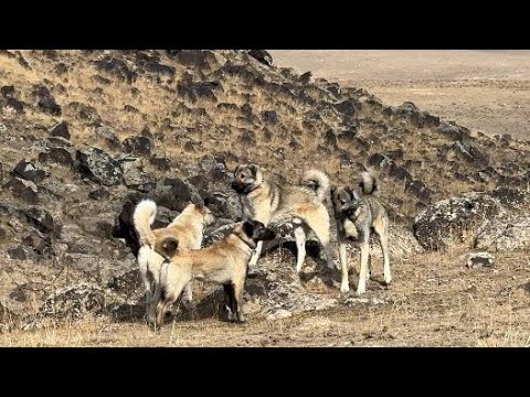 SON GÜN SÜRÜ KÖPEKLERİ KARŞI KARŞIYA
