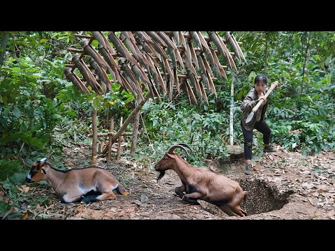 Make a simple trap to catch wild goats, survival skills in