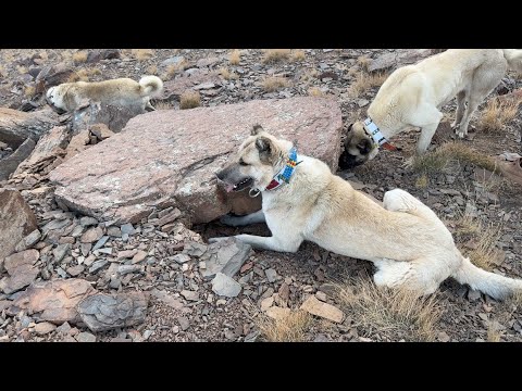 KÖPEKLER İÇİN AV ZAMANI- ELENENLER