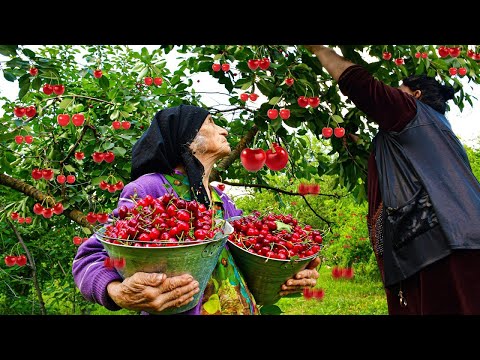 Mix of Cherry Harvesting Cooking Videos | Village Life