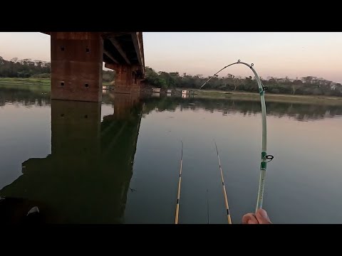 Pescaria de corvinas nos pilares da ponte do Rio turvo teve
