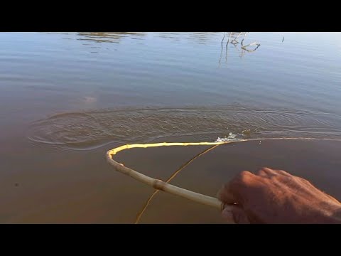 Pescaria Raíz nesse estilo é a melhor Esses peixes no bambu