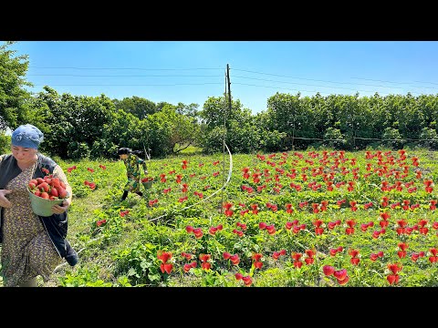10000 STRAWBERRY HARVESTING - HOW TO MAKE STRAWBERRY JAM