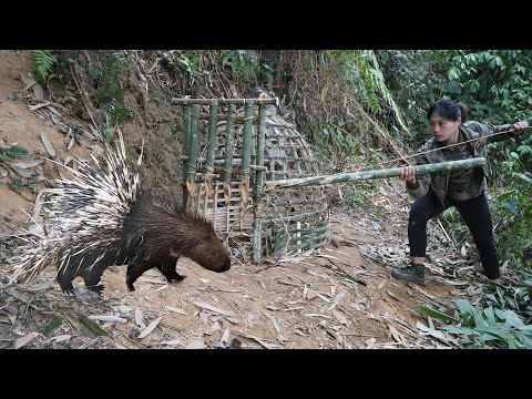 detect traces of porcupines, emergency trap making skills