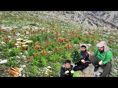 Hidden Life in the Zagros Mountains Nomads’ Dangerous