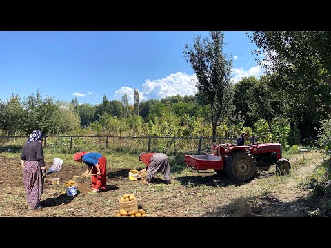 Patates Hasadı ve Köy İşleri Köy Hayatı Belgeseli