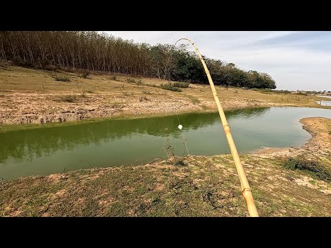 Pescaria de Tilápias tucunaré e traíra no Rio marinheiro o