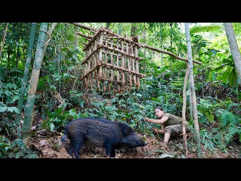 New tracks of wild boar, making cages with sharp spikes to