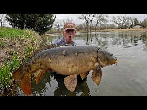 Fishing Tiny Ponds for MONSTER Carp
