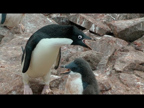 Adélie Penguins, Paulet Island, Antarctica