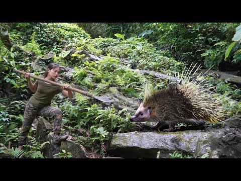 Follow the tracks, detect wild porcupines, set traps to