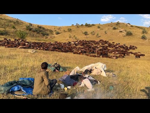 SABAHA KADAR AY IŞIĞINDA OTLAYAN SÜRÜ GECE MACERALARI
