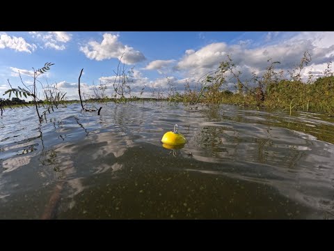 Pescaria no Rio turvo de tucunaré e Curvinas Pescamos e