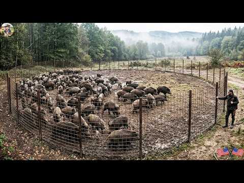 Large-Scale Wild Boar Trap: Can a Giant Steel Cage Hold the
