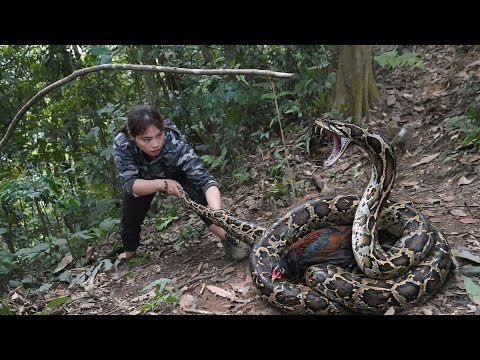 A giant python attacks my prey, wild chicken trapping