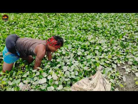 Unbelievable Eel Fish Catching In Mud Water Expert Boy