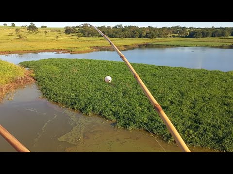 Água barrentou é fatal os Peixes estavam debaixo da moita